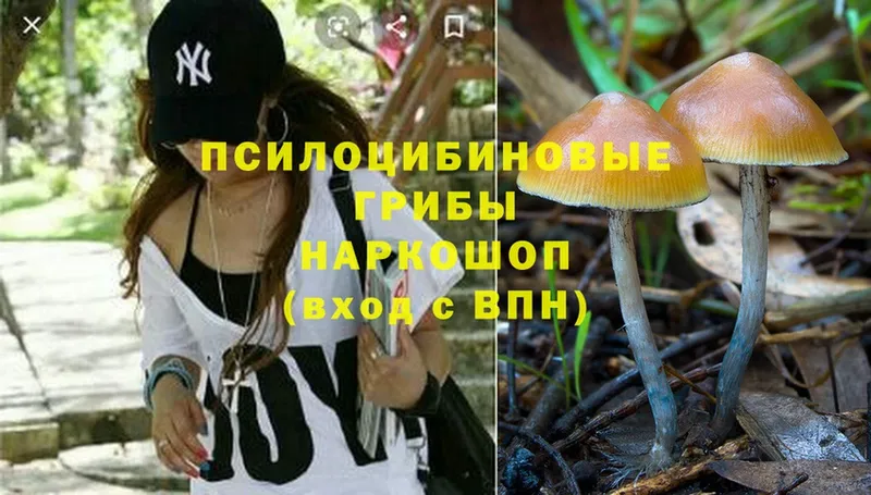 где купить наркоту  Кстово  Галлюциногенные грибы Psilocybe 